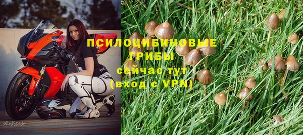 стаф Алзамай